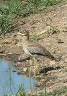 Image of Water Dikkop