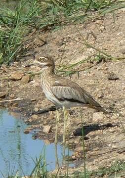 Image of Water Dikkop