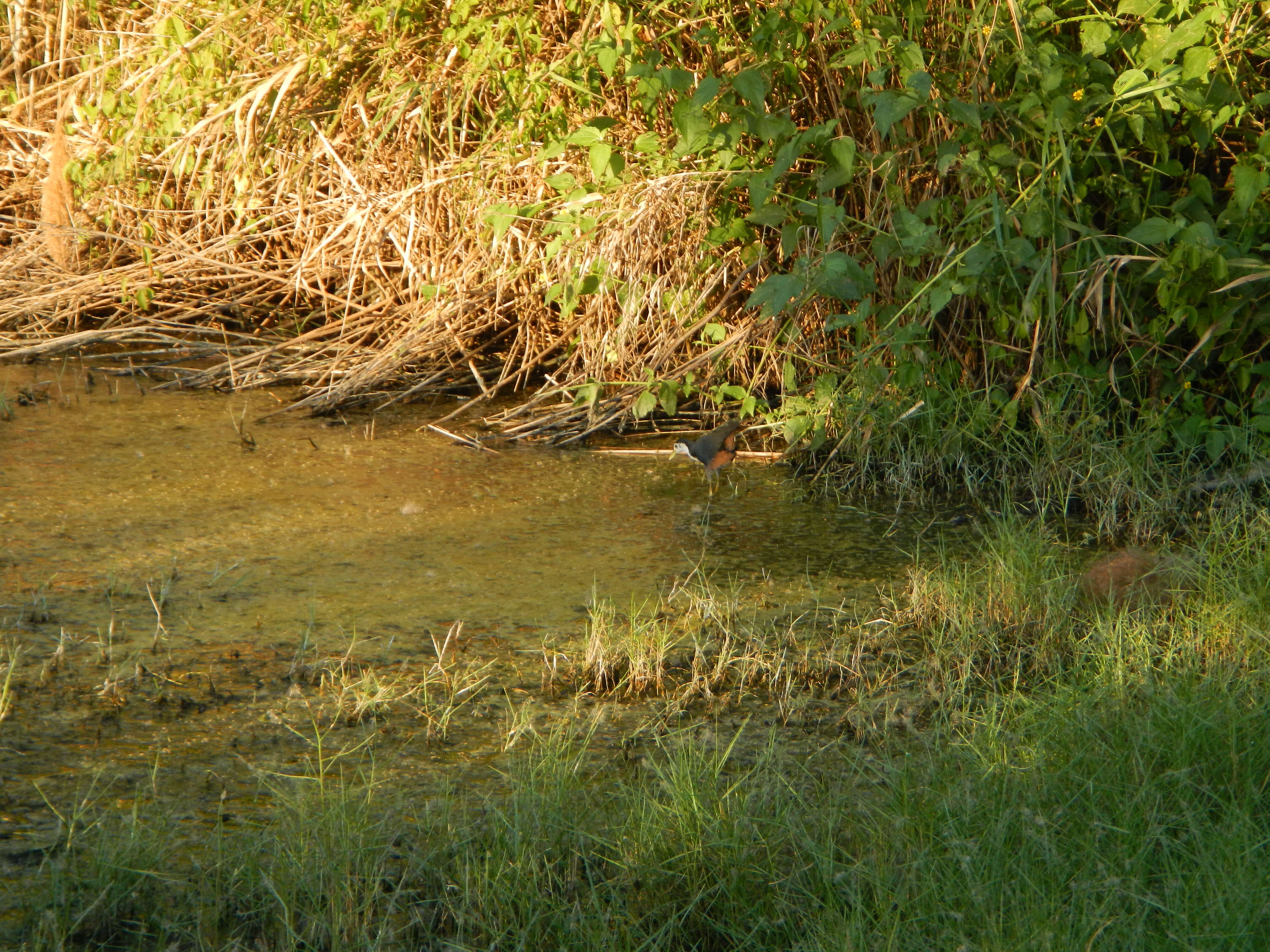 Image of White-breasted Waterhen