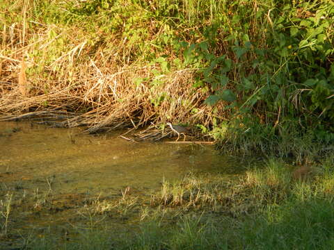 Image of White-breasted Waterhen