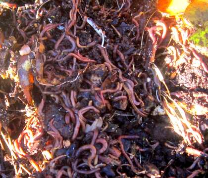 Image of Red wiggler, manure worm, soilution worm, brandling worm, english redworm