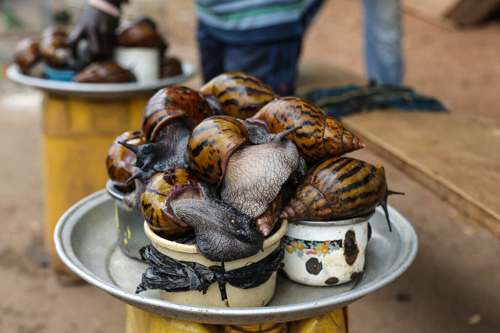 Image of giant Ghana tiger snail