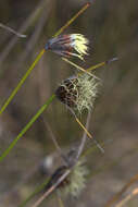 Image of Mesomelaena pseudostygia (Kük.) K. L. Wilson