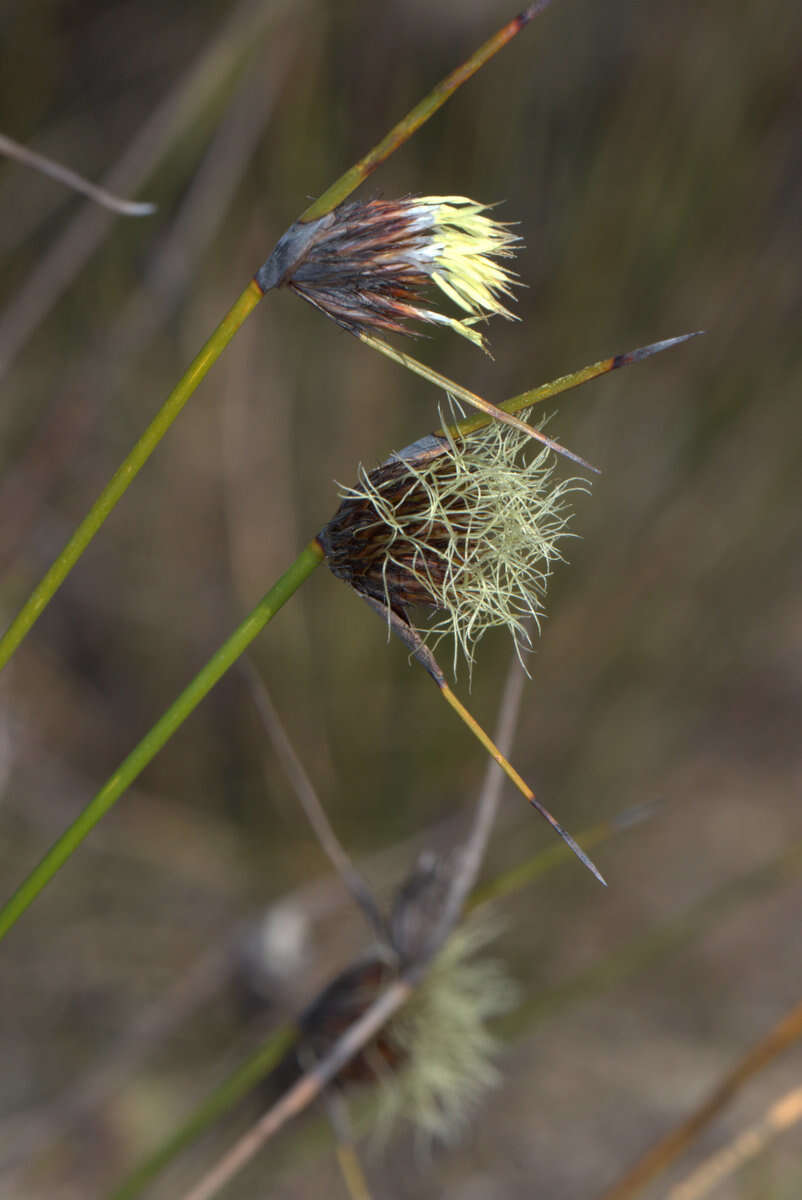 Image of Mesomelaena pseudostygia (Kük.) K. L. Wilson