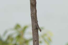 Image of Anolis ortonii Cope 1868