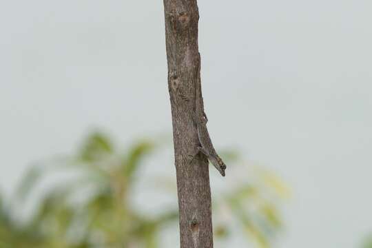 Image of Anolis ortonii Cope 1868