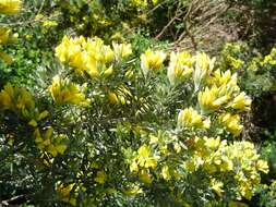 صورة Genista linifolia L.