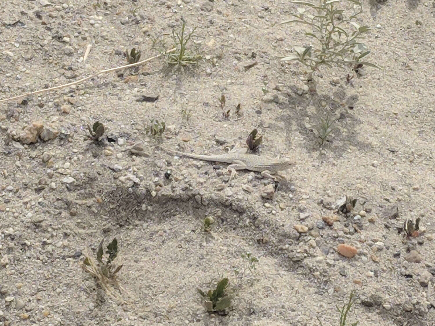 Image of Coachella Valley Fringe-toed Lizard