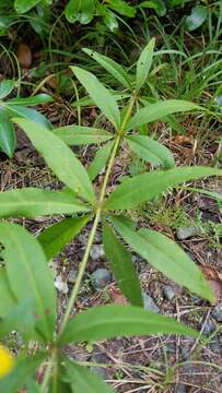 صورة Coreopsis major Walt.