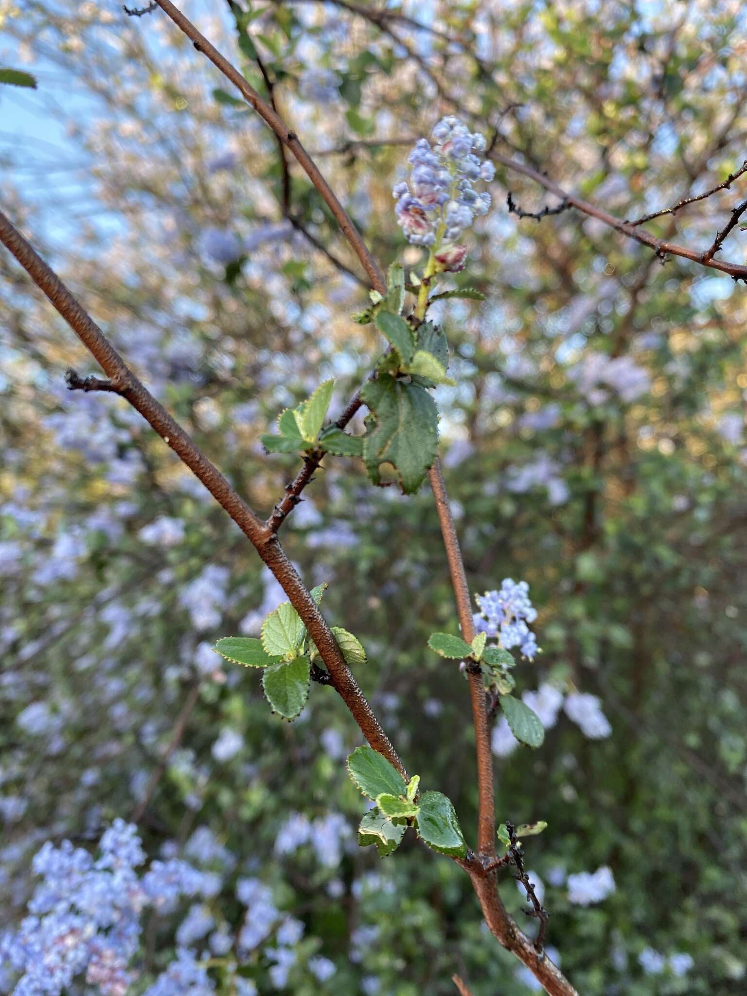 Image of woolyleaf ceanothus