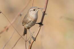 Image of Socorro Wren