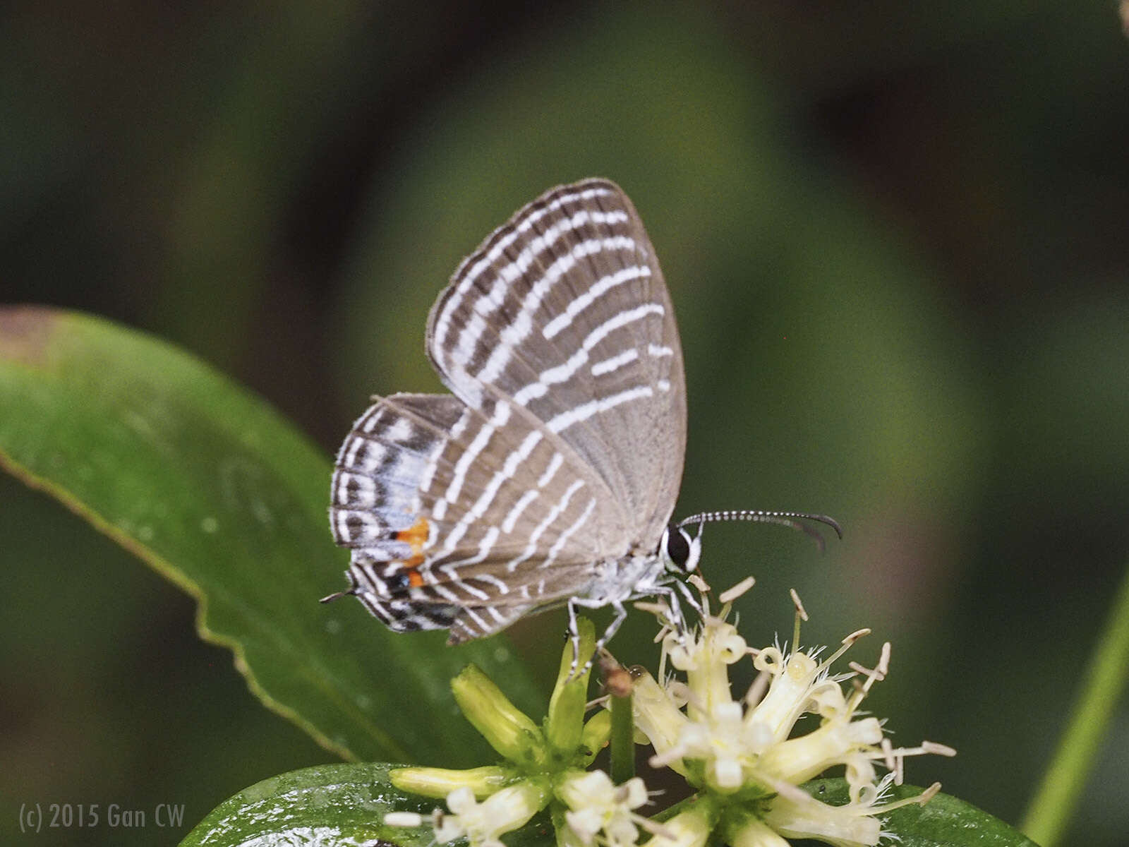 Jamides parasaturata (Fruhstorfer 1916) resmi