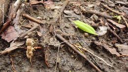 Image of Honduras Leaf-toed Gecko