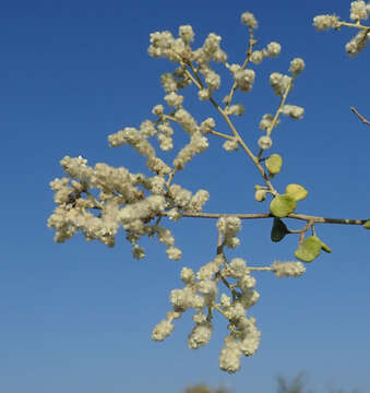 Image of Ouret triangularifolia