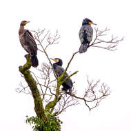 Image of Black Shag