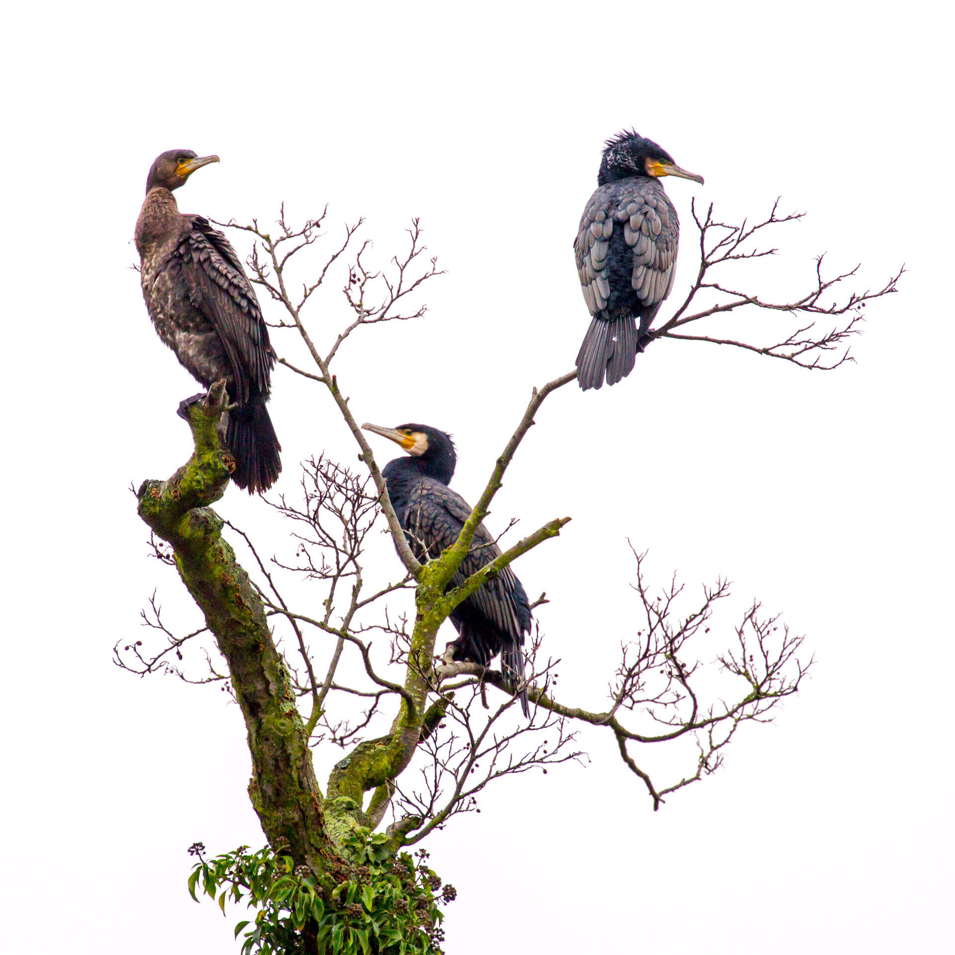 Image of Black Shag