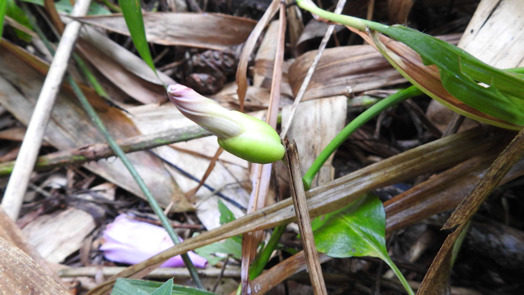 صورة Stictocardia tiliifolia (Desr.) Hall. fil.