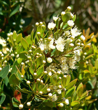 Image of Amomyrtus meli (Phil.) D. Legrand & Kausel