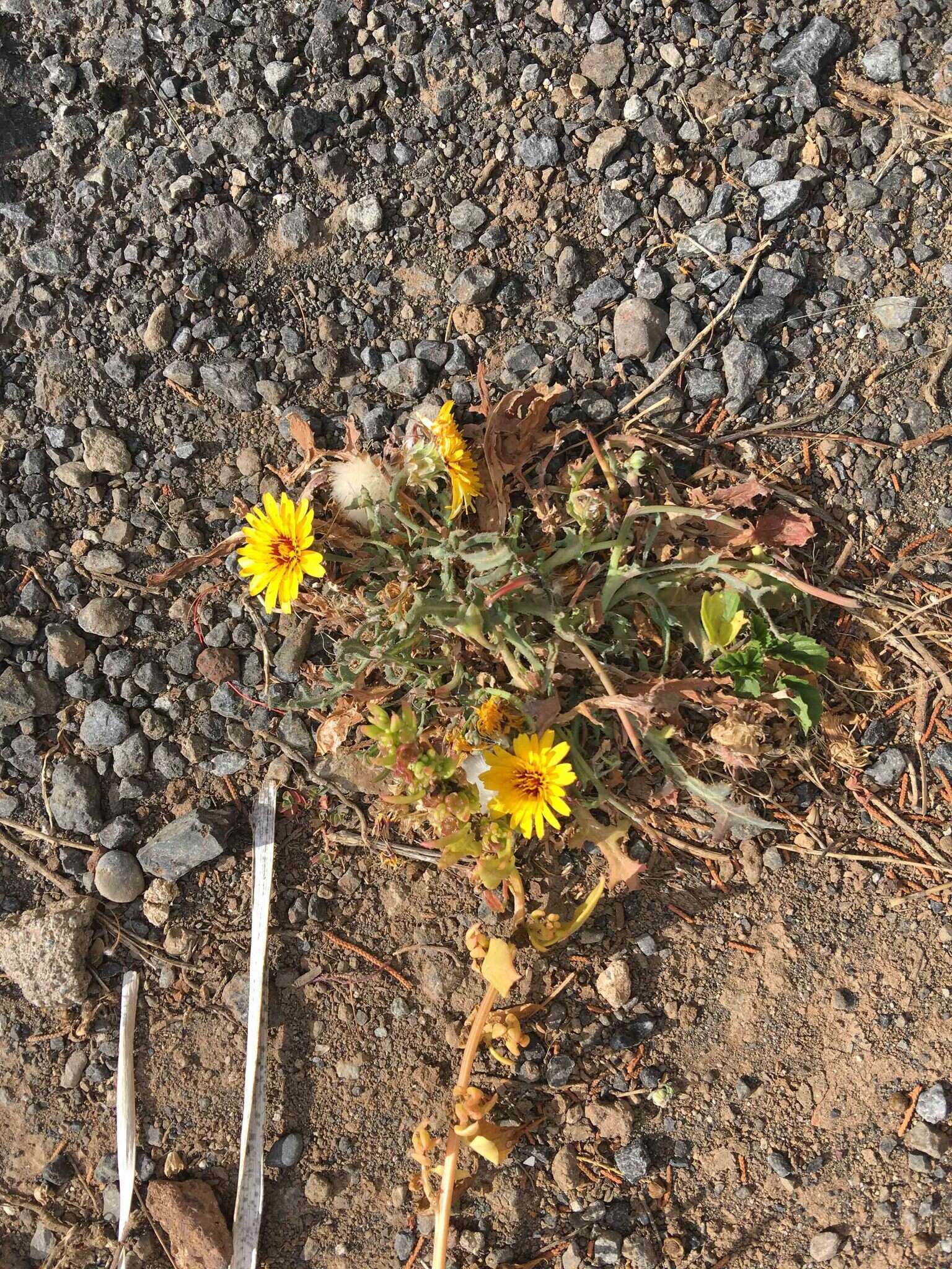 Image of False sowthistle