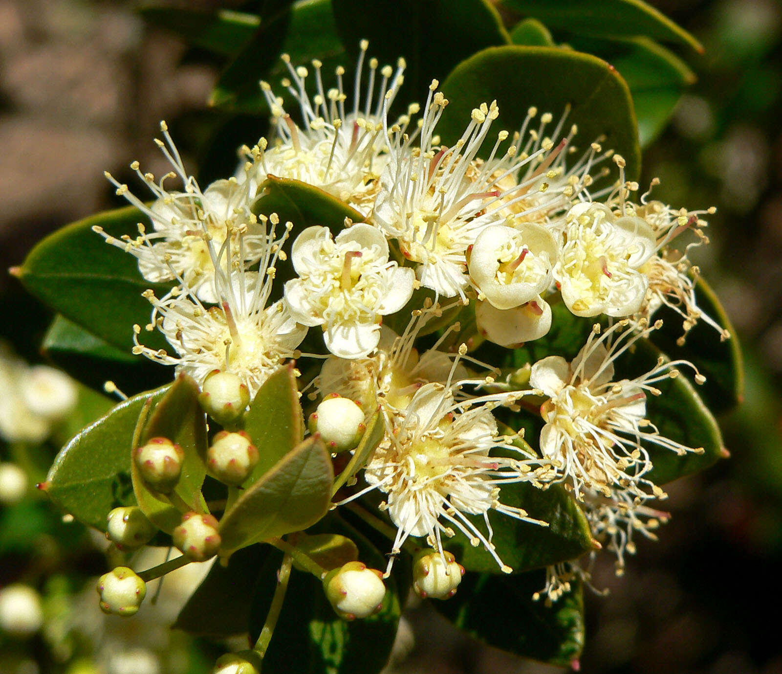 Image de Amomyrtus meli (Phil.) D. Legrand & Kausel