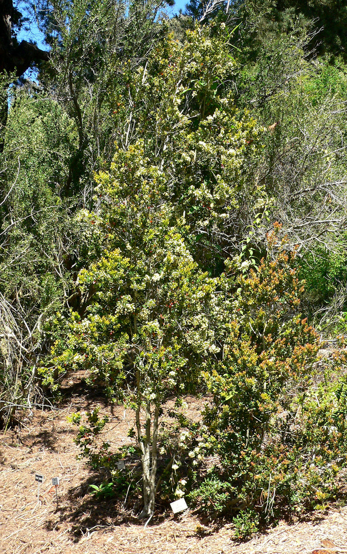 Image de Amomyrtus meli (Phil.) D. Legrand & Kausel