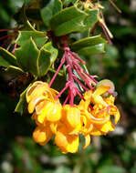 Image of Darwin's berberis