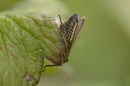 Plancia ëd Handianus (Pycnoides) flavovarius Herrich-Schaeffer 1835