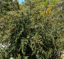 Image of Darwin's berberis