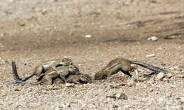 Слика од Xerus subgen. Geosciurus Smith 1834