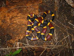 Image of Texas Coral Snake