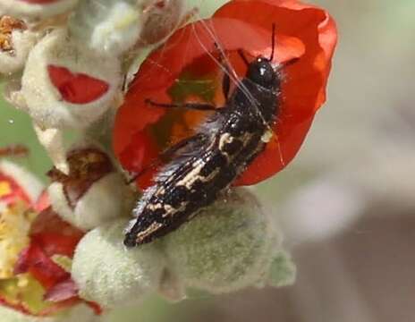 Image of Acmaeodera cuneata Fall 1899