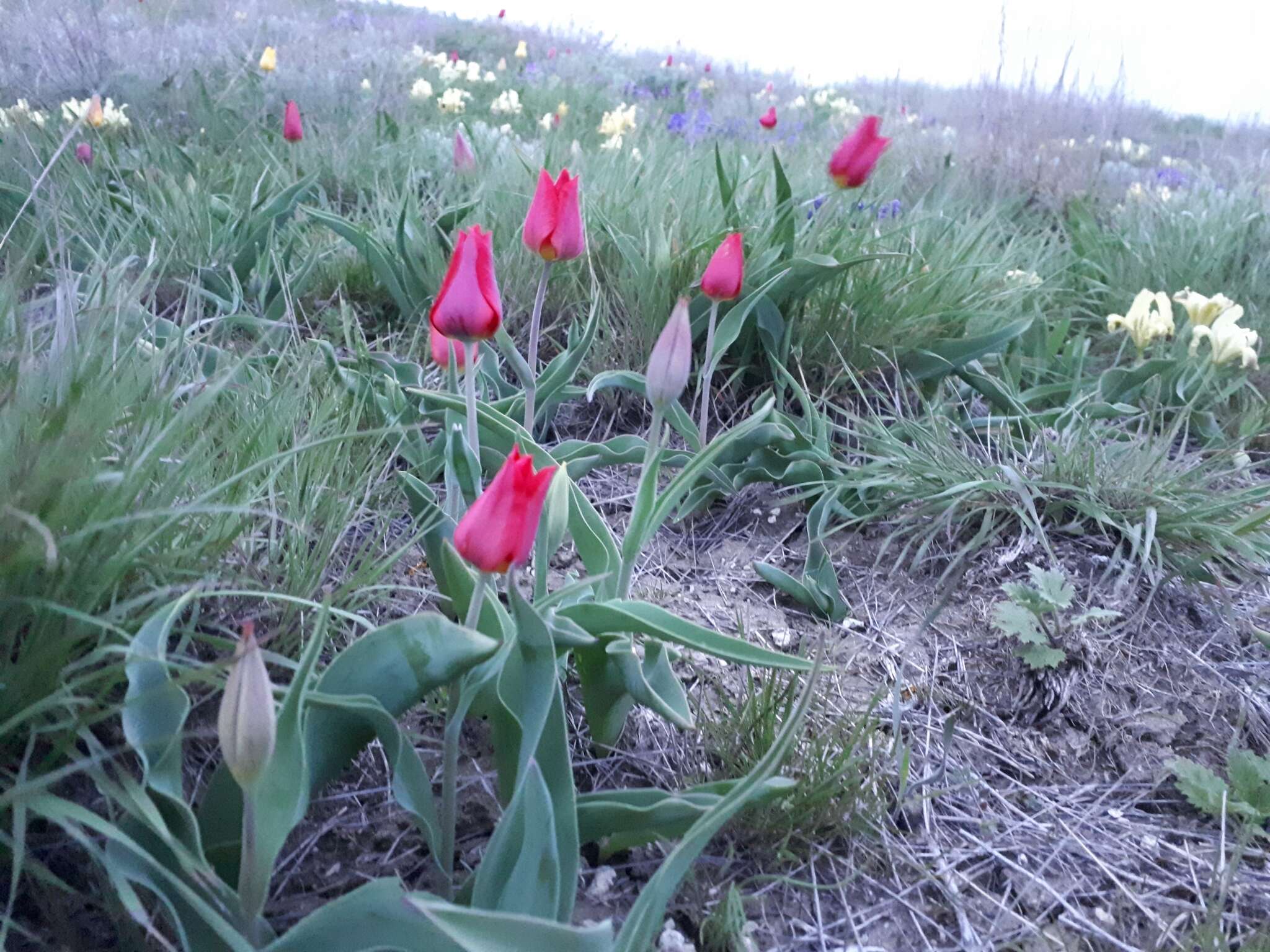 Image of Tulipa suaveolens Roth