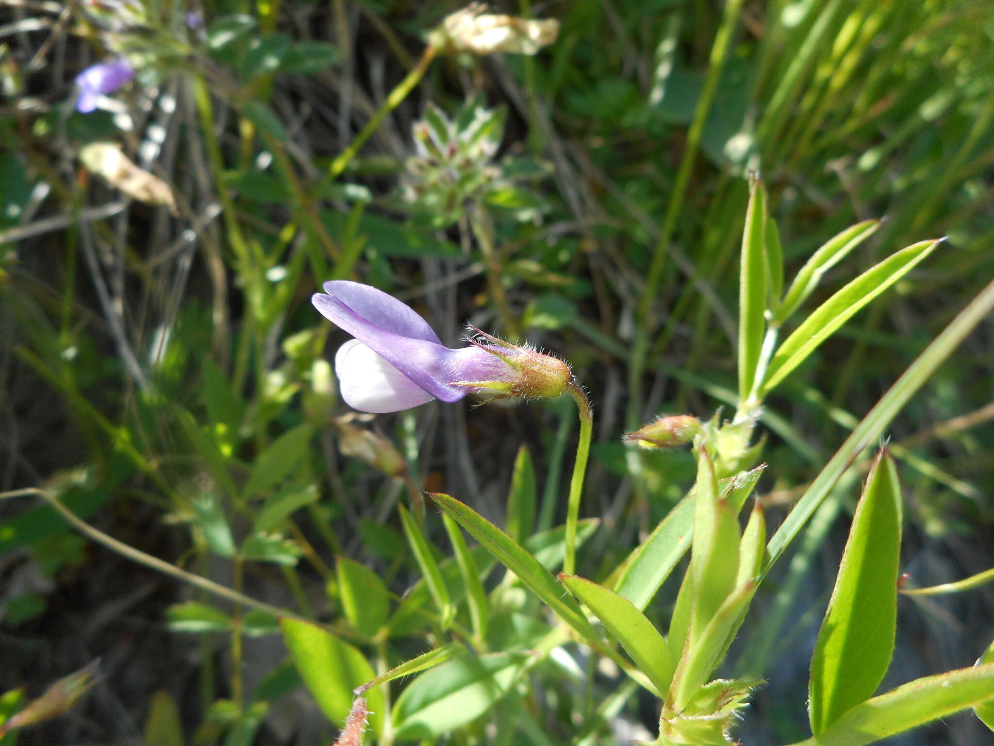 Image of Bithynian vetch