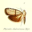 Image of Phycodes chalcocrossa Meyrick 1909