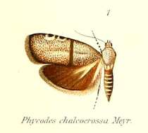 Image of Phycodes chalcocrossa Meyrick 1909