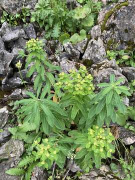 Image of Hairy Spurge