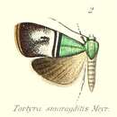 Image of Saptha smaragditis Meyrick 1905