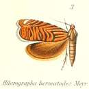 Image of Hilarographa hermatodes Meyrick 1909