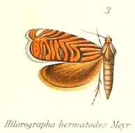 Image of Hilarographa hermatodes Meyrick 1909