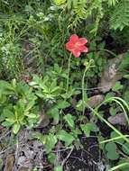 Image of Hibiscus barbosae Exell