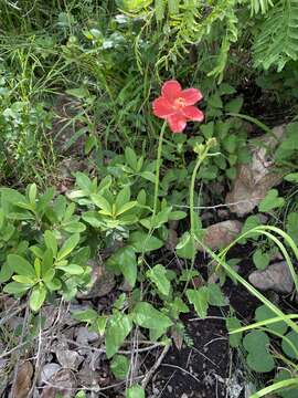 Imagem de Hibiscus barbosae Exell