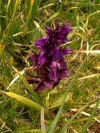 Image of Dactylorhiza cordigera (Fr.) Soó