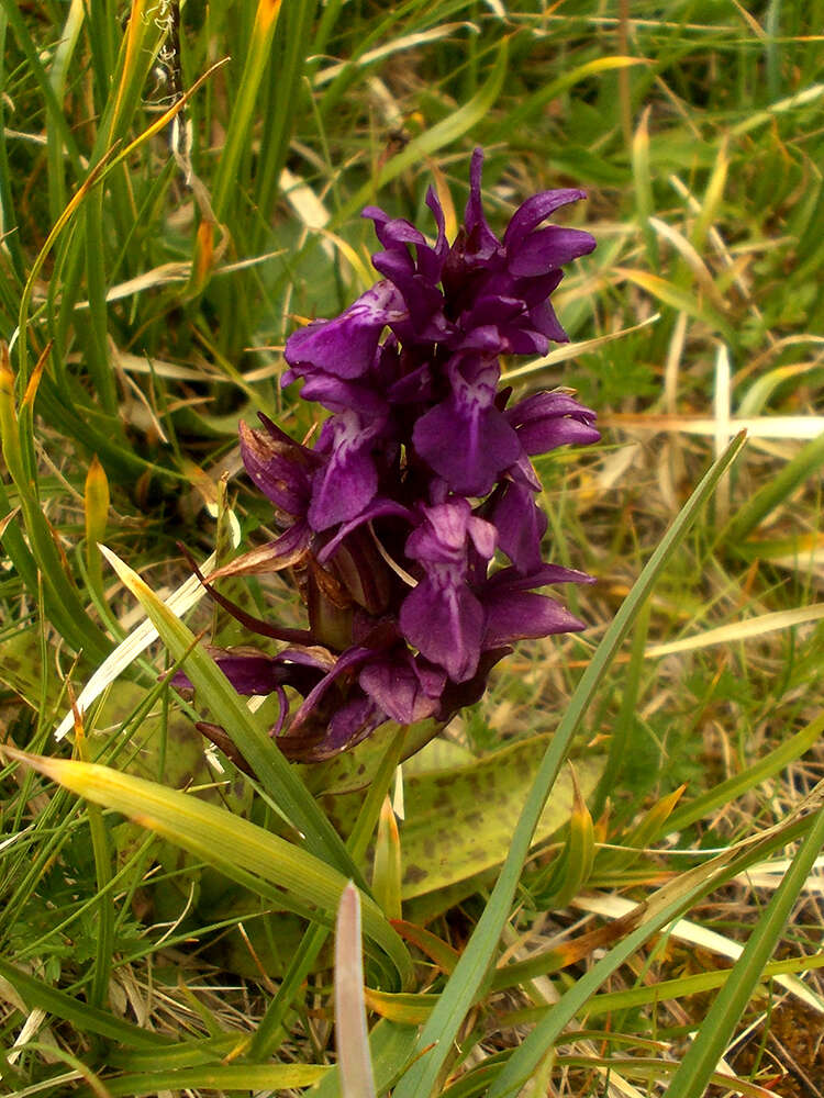 Image of Dactylorhiza cordigera (Fr.) Soó