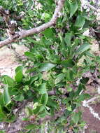 Sivun Diospyros lycioides subsp. lycioides kuva