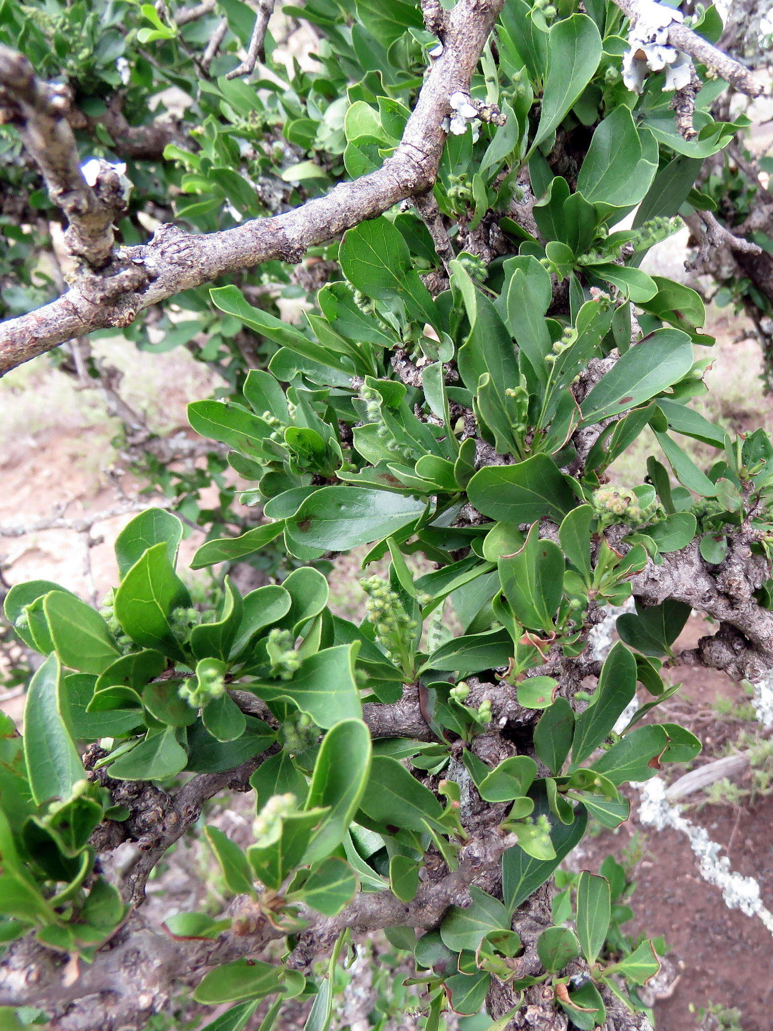 Sivun Diospyros lycioides subsp. lycioides kuva