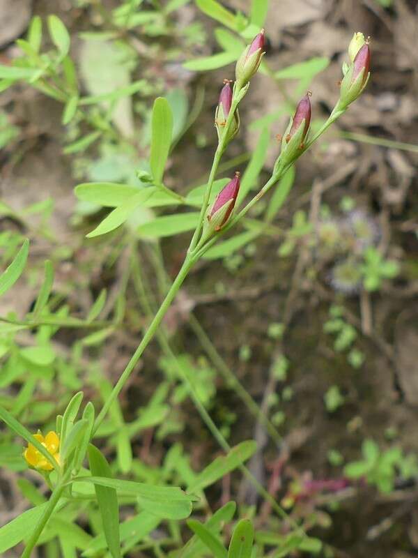 Image de Hypericum canadense L.