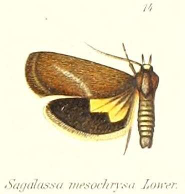 Image of Miscera mesochrysa
