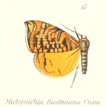 Image of Rubropsichia fuesliniana