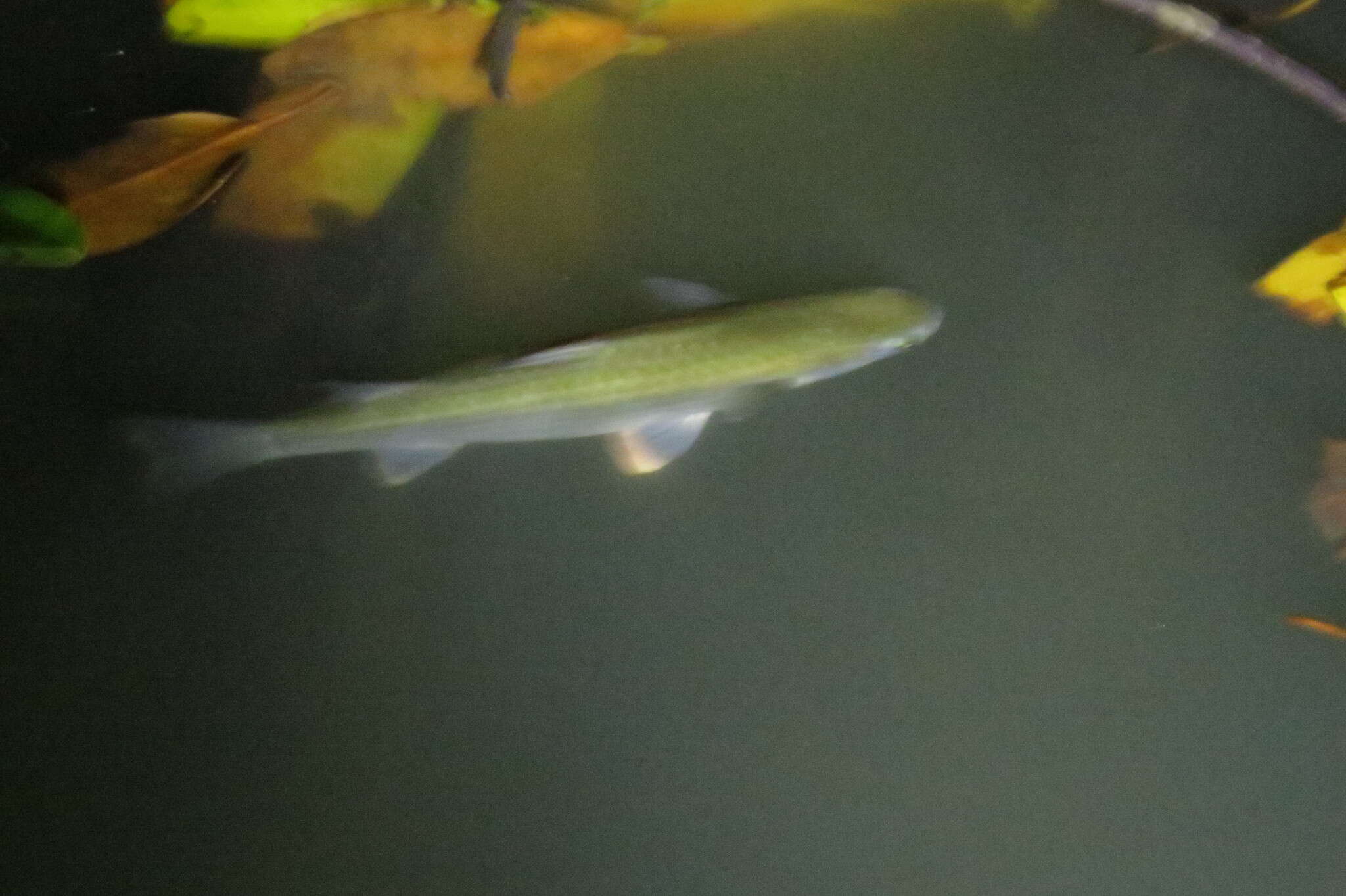 Image of Brown-backed mullet