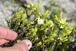 Image of Diosma aspalathoides Lam.